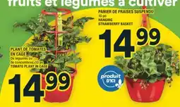 Super C PANIER DE FRAISES SUSPENDU | HANGING STRAWBERRY BASKET offer