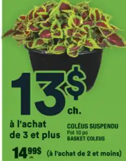Super C COLÉUS SUSPENDU | BASKET COLEUS offer