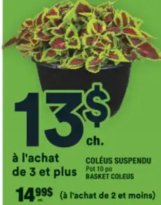 Super C COLÉUS SUSPENDU | BASKET COLEUS offer