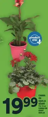 Super C CANNA OU DAHLIA GÉANT | CANNA OR GIANT DAHLIA offer