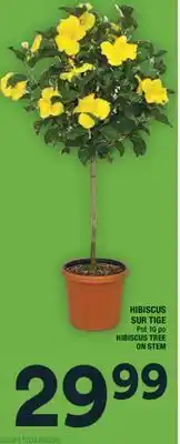 Super C HIBISCUS SUR TIGE | HIBISCUS TREE ON STEM offer