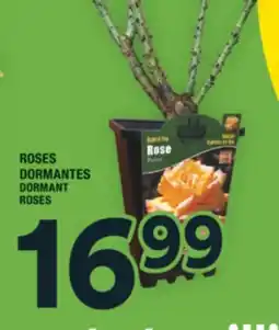Super C ROSES DORMANTES | DORMANT ROSES offer