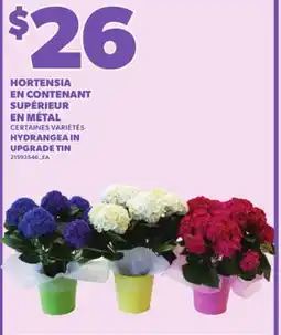 Provigo HORTENSIA EN CONTENANT SUPÉRIEUR EN MÉTAL offer