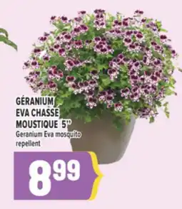 Marché Adonis GÉRANIUM EVA CHASSE MOUSTIQUE 5 | GERANIUM EVA MOSQUITO REPELLENT offer