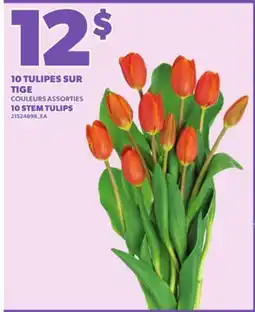 Provigo 10 TULIPES SUR TIGE offer