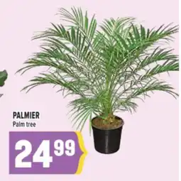 Marché Adonis PALMIER | PALM TREE offer