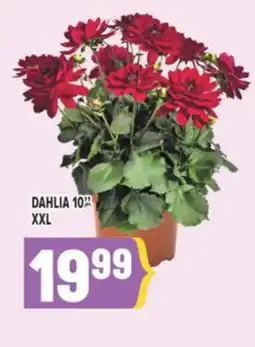 Marché Adonis DAHLIA 10 XXL offer