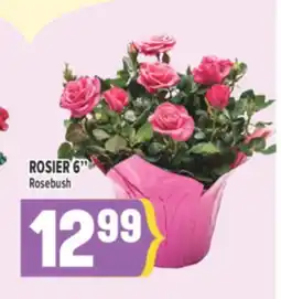 Marché Adonis ROSIER 6 | ROSEBUSH offer