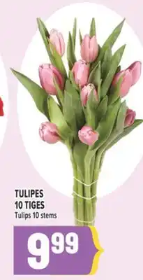Marché Adonis TULIPES 10 TIGES | TULIPS 10 STEMS offer