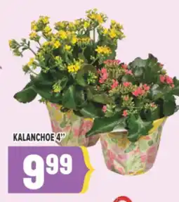 Marché Adonis KALANCHOE 4 offer