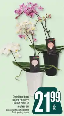 Jean Coutu Orchid plant in a glass jar offer