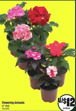 FreshCo Flowering annuals offer