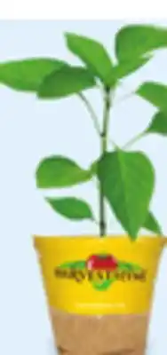 Walmart 4 Vegetables or Herbs offer