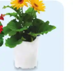 Walmart 7 Colour Drop Mixed or Gerbera Planter offer