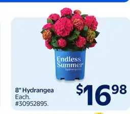 Walmart 8 Hydrangea offer