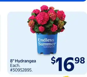 Walmart 8 Hydrangea offer