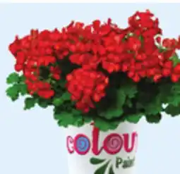 Walmart 4.7 Color Drop Mixed or Gerbera Planter offer
