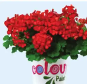 Walmart 4.7 Color Drop Mixed or Gerbera Planter offer