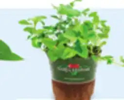 Walmart Herbs offer