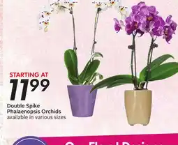 Sobeys Double Spike Phalaenopsis Orchids offer