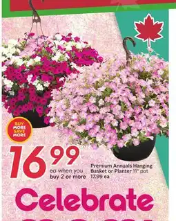 Sobeys Premium Annuals Hanging Basket or Planter offer