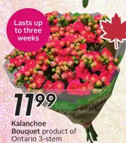 Sobeys Kalanchoe Bouquet offer