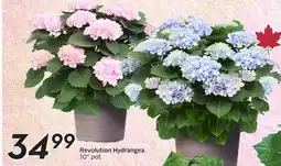 Sobeys Revolution Hydrangea offer