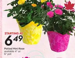 Sobeys Potted Mini Rose offer