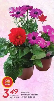 Sobeys Assorted Premium Annuals offer