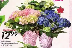 Sobeys Multi-Bloom Hydrangeas offer