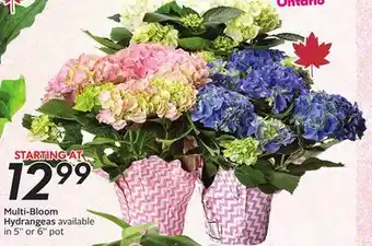 Sobeys Multi-Bloom Hydrangeas offer