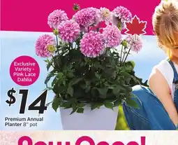 Sobeys Dahlia Premium Annual Planter offer