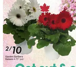 Sobeys Garden Gerbera Daisies offer