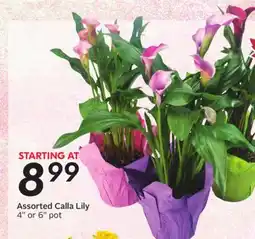 Sobeys Assorted Calla Lily offer