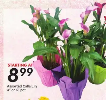 Sobeys Assorted Calla Lily offer