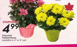 Sobeys Assorted Potted Mums offer