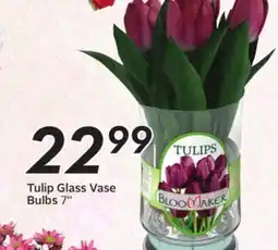 Sobeys Tulip Glass Vase Bulbs offer