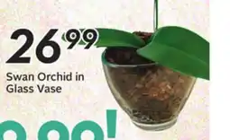 Sobeys Swan Orchid in Glass Vase offer
