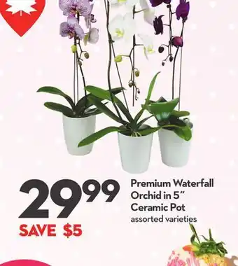 Longo's Premium Waterfall Orchid in 5˝ Ceramic Pot offer