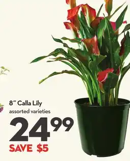 Longo's 8 Calla Lily offer