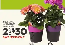 Longo's 8˝ Colour Pots offer