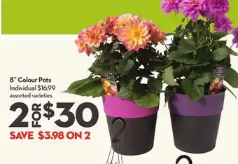 Longo's 8˝ Colour Pots offer
