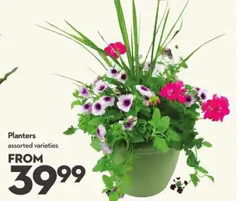 Longo's Planters offer