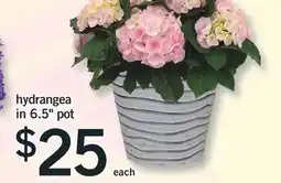 Fortinos HYDRANGEA IN 6.5 POT offer