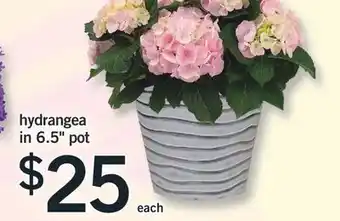 Fortinos HYDRANGEA IN 6.5 POT offer