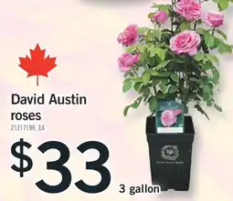 Fortinos DAVID AUSTIN ROSES, 3 gallon offer
