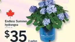 Fortinos ENDLESS SUMMER HYDRANGEA, 3 gallon offer