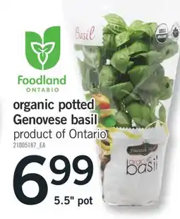 Fortinos ORGANIC POTTED GENOVESE BASIL, 5.5 pot offer