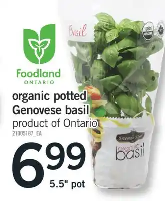 Fortinos ORGANIC POTTED GENOVESE BASIL, 5.5 pot offer