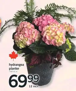 Fortinos HYDRANGEA PLANTER, 12 INCH offer